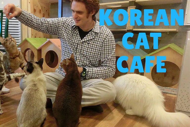 کافه گربه در کره جنوبی