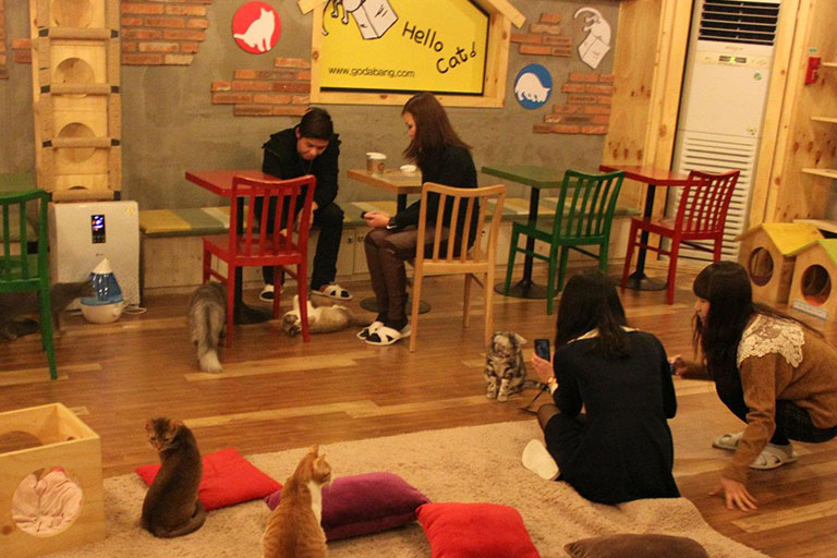 کافه گربه د کره جنوبی