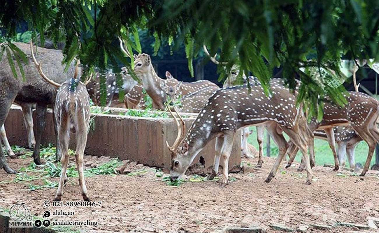 bangladesh-dhaka-zoo.alale.co.jpg