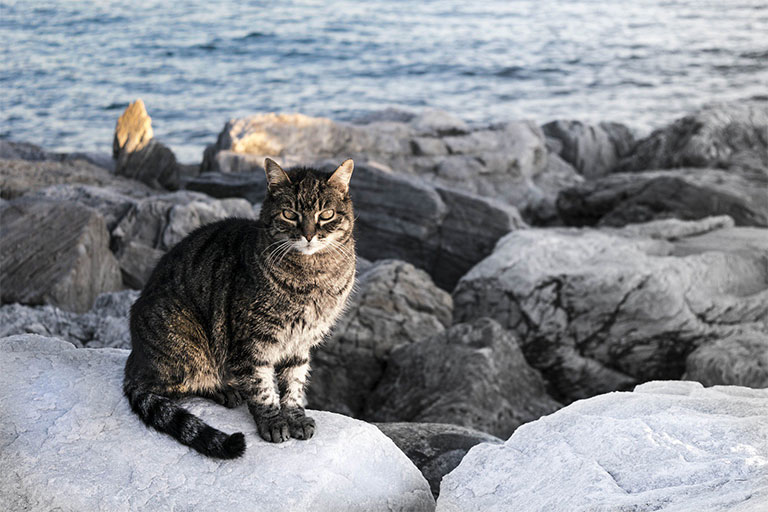 جزیره گربه، ژاپن