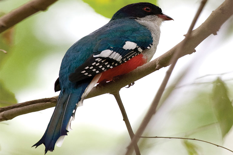 تروگون پرنده ملی در کوبا