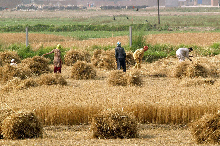 کشاورزی در قزاقستان