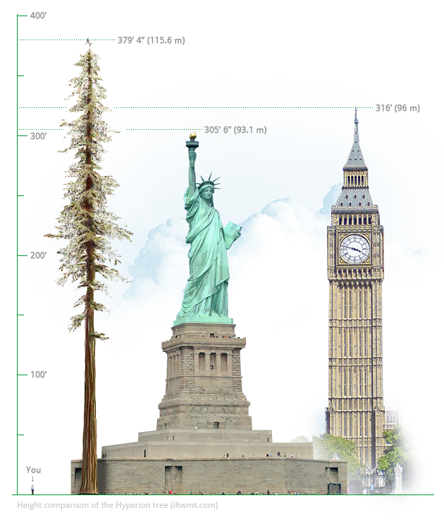 آلاله-بلندترین-درخت-جهان
