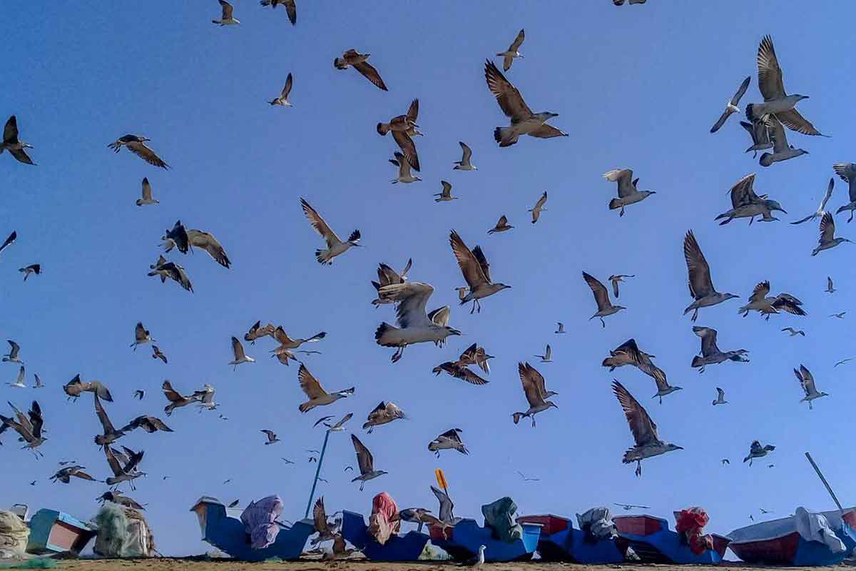 پرندگان مهاجر در جنوب ایران