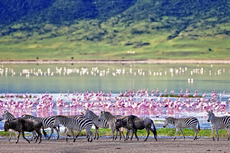 پارک ملی سرنگتی، تانزانیا