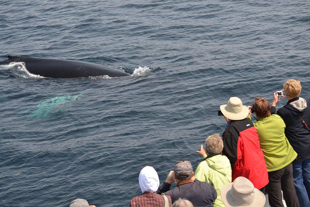 دیدن نهنگ ها در نیوفاندلند